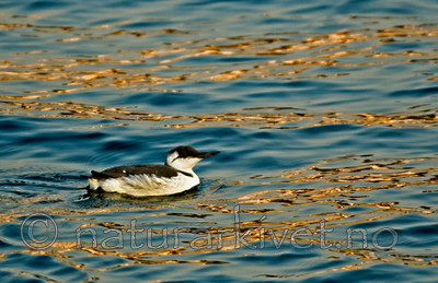 BB 05 0363 / Uria aalge / Lomvi